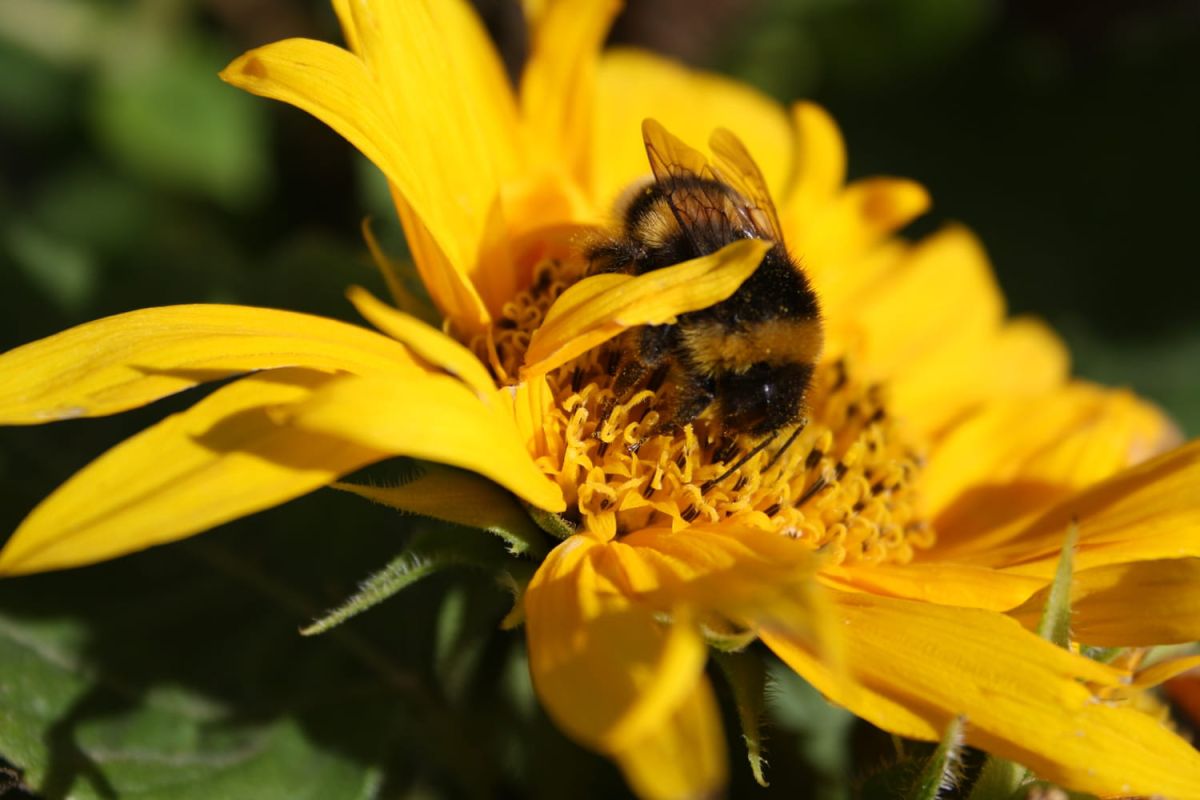 Comment créer un havre de paix pour les abeilles dans votre jardin