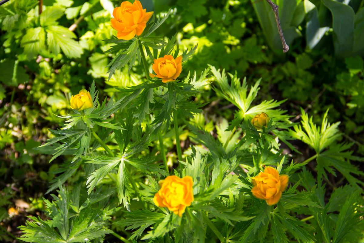 Exposition à mi-ombre