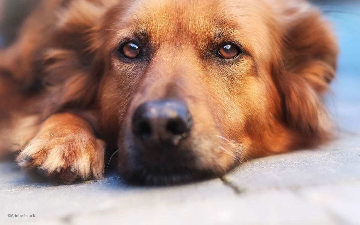 Les animaux dans les restaurants : entre tolérance et interdiction