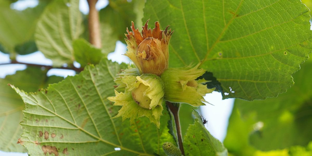 Le noisetier, perle des jardins et trésor de santé