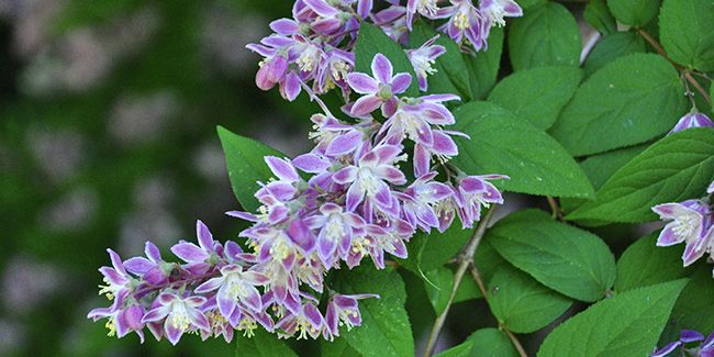 Créer des boutures de deutzia : guide pratique et astuces
