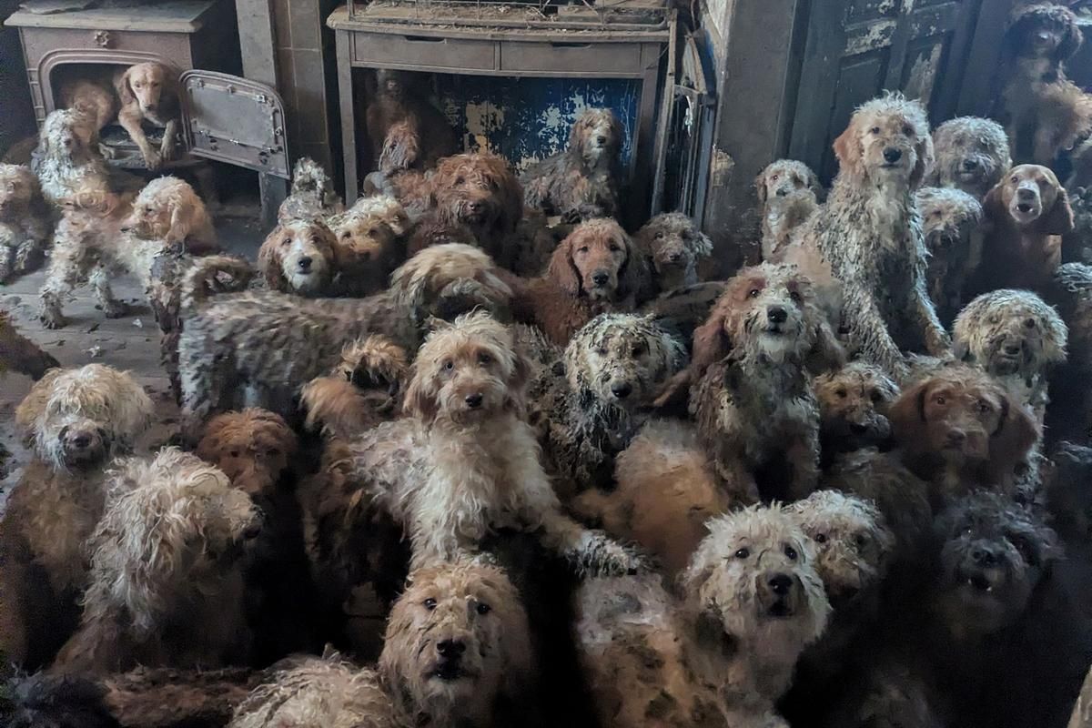 Découverte incroyable au Royaume-Uni : 250 chiens sauvés d'une maison insalubre