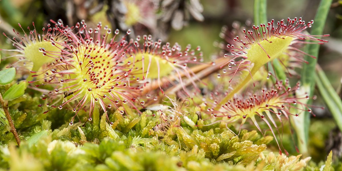 À la découverte des plantes carnivores, fascinantes et mystérieuses
