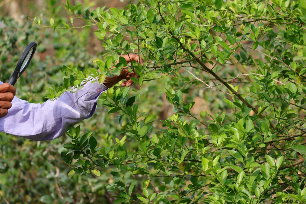 Tailler un citronnier : quand et comment faire ?