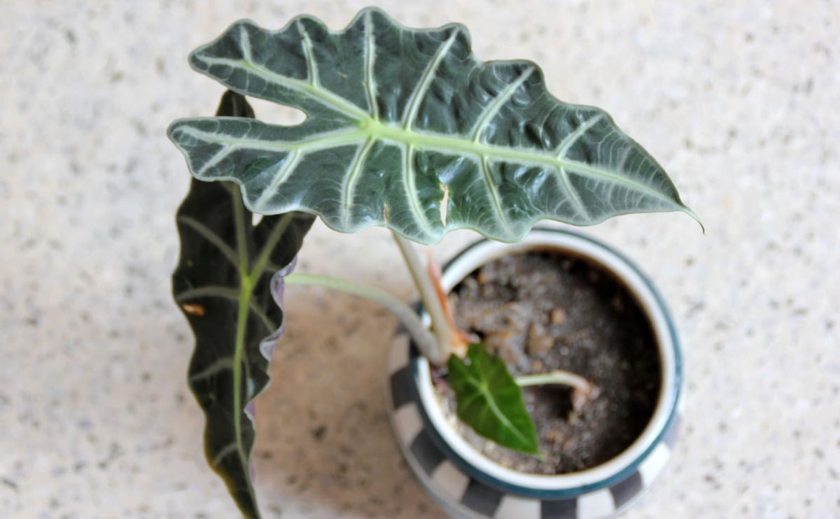 Alocasia : variétés, entretien et exposition de la plante oreilles d'éléphant