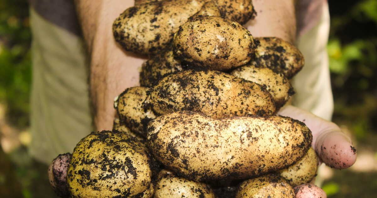 Plantez des patates pour restaurer les sols et renforcer la biodiversité