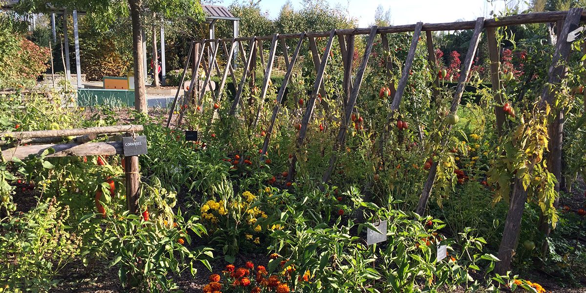 Fabriquer des tuteurs pour vos plantes : guide des matériaux et formes