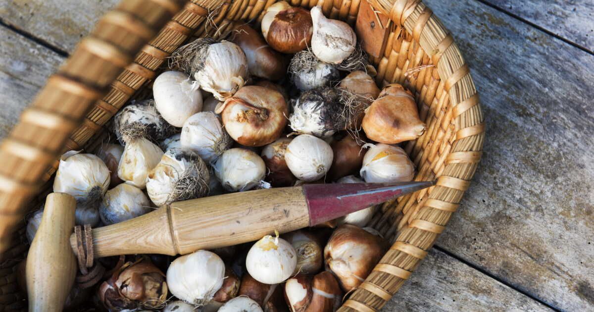 Cultivez vos saveurs : les secrets de l'ail et de l'oignon au jardin