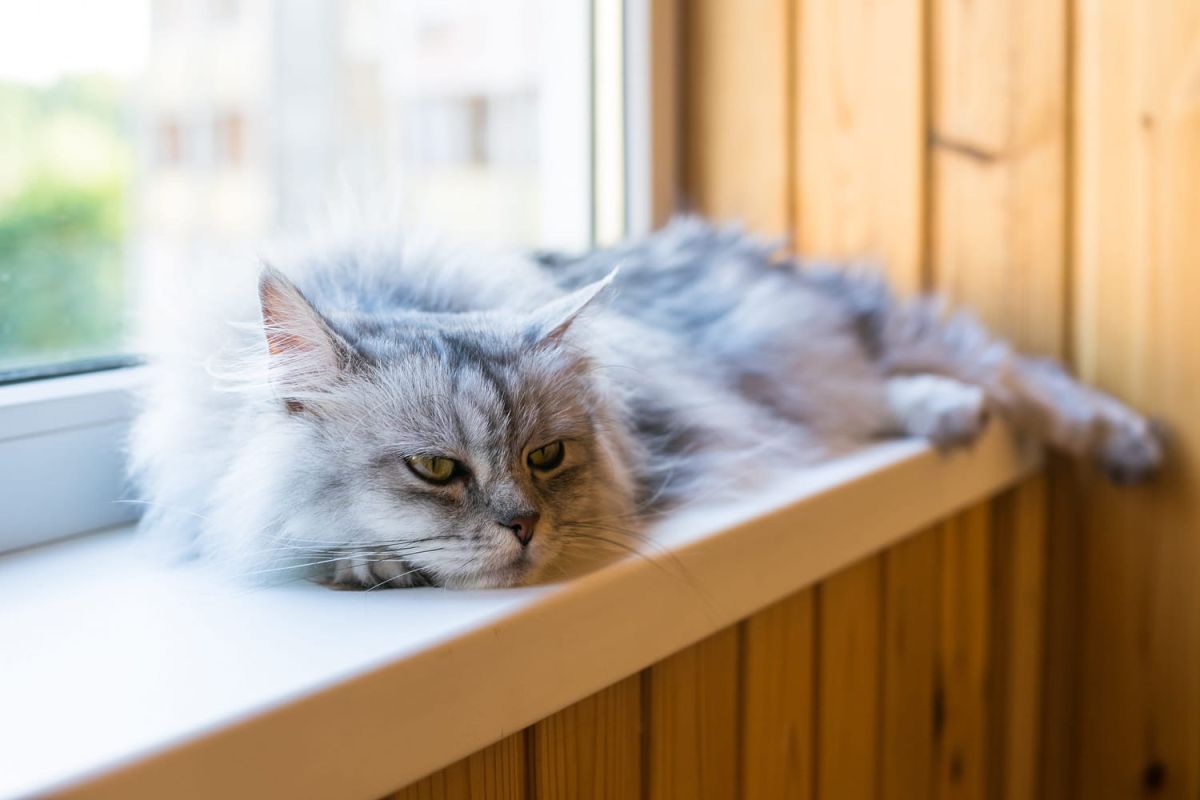 Votre chat s'ennuie ? Identifiez les signes et agissez rapidement pour sa santé