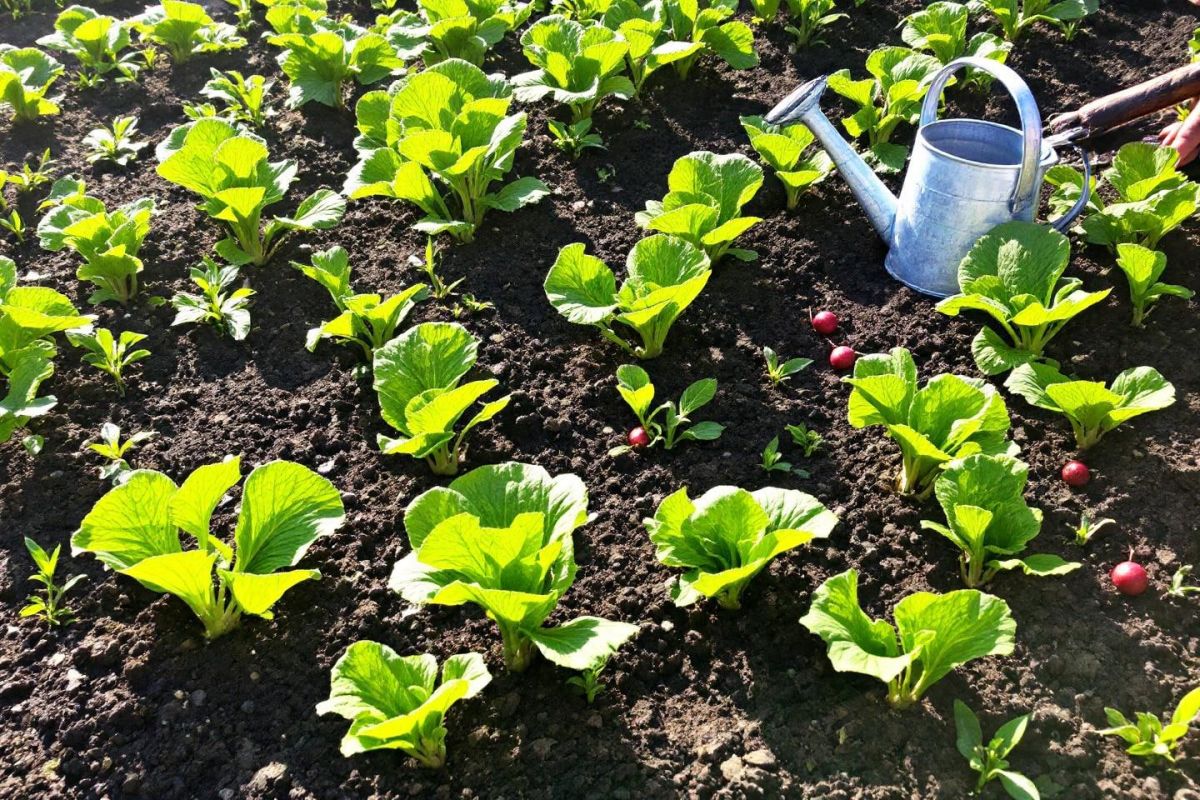 Semez des légumes ce week-end pour une rentrée savoureuse : conseils pratiques