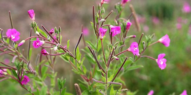 Epilobe : un trésor de la nature aux mille vertus