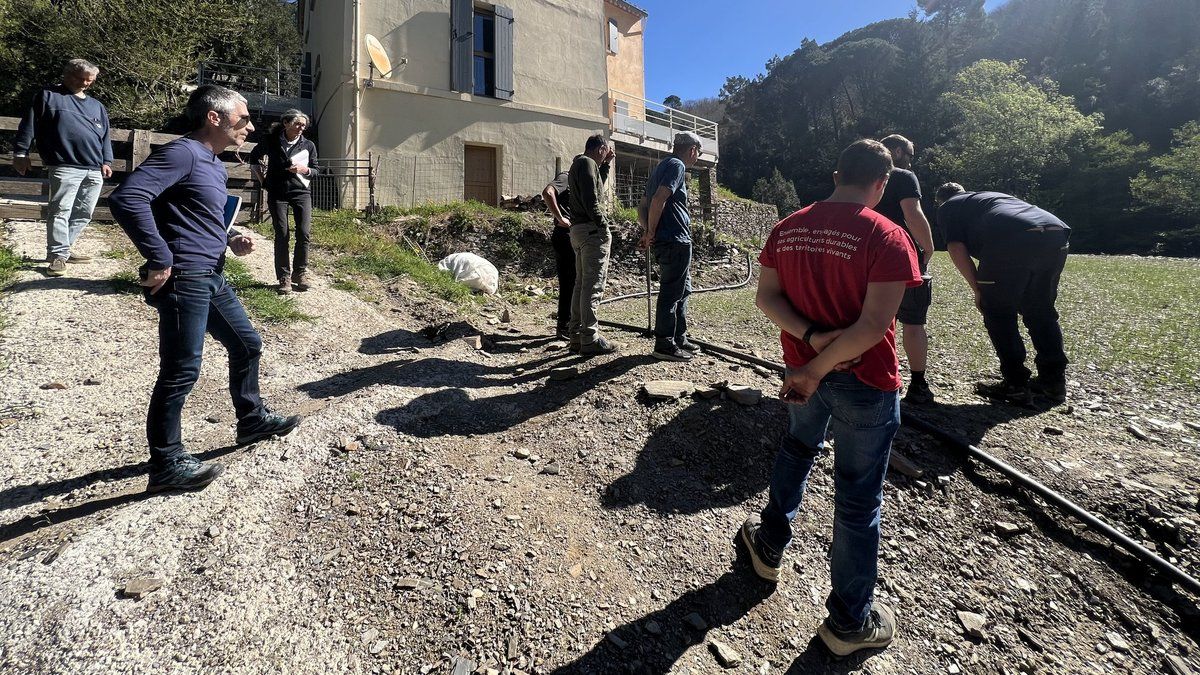 L'inquiétude des producteurs face à la récolte d'oignons doux des Cévennes