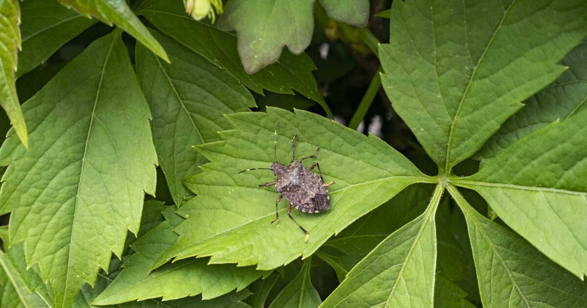 Des solutions naturelles pour éloigner les punaises de jardin de votre maison