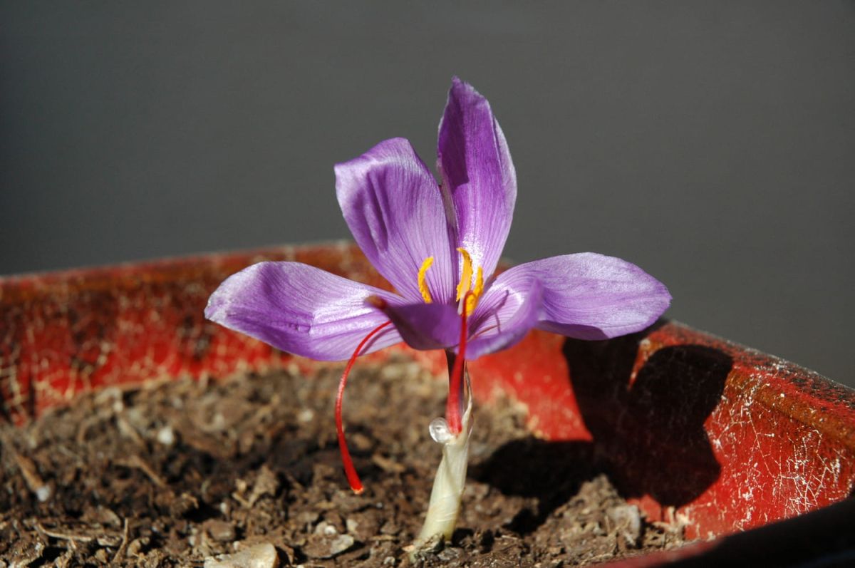Cultiver le safran : astuces et distinctions avec le crocus