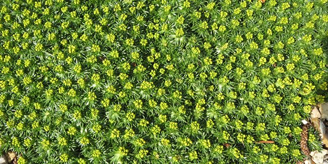 L'azorelle, une alternative durable au gazon