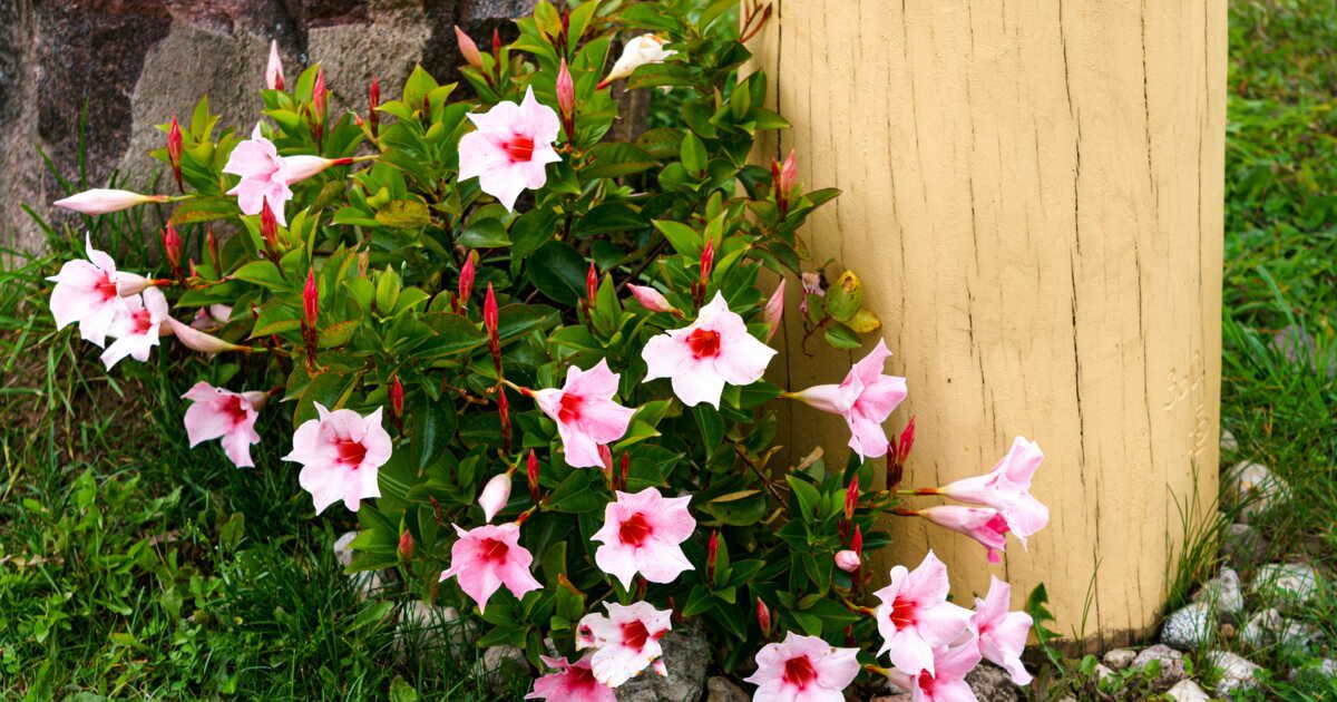 Où planter un dipladenia ?