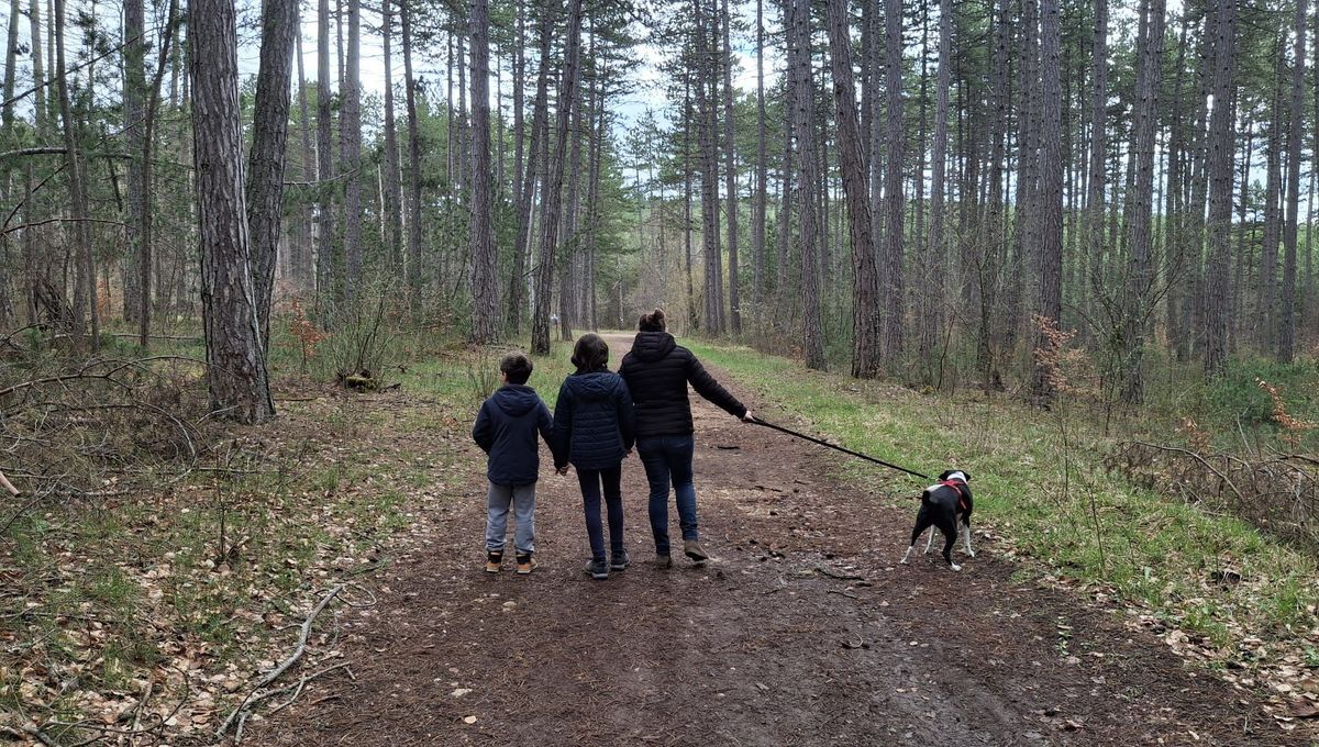La nouvelle règle des chiens en forêt : entre protection de la nature et gaspillage des habitudes