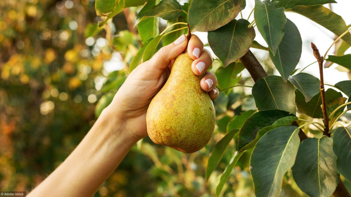 Récolter et conserver les poires : les secrets d'un fruit savoureux
