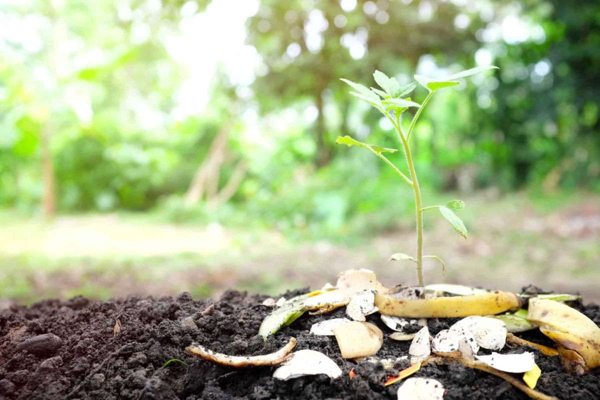 La peau de banane au jardin : un allié inattendu à découvrir