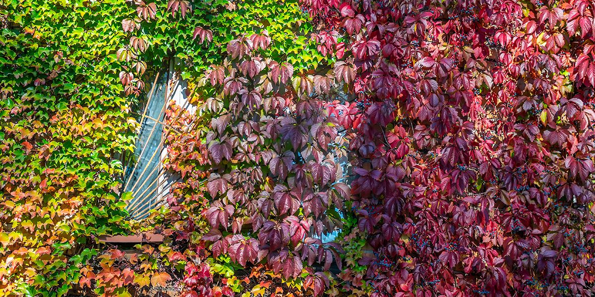 Comment maîtriser la croissance de votre vigne vierge pour éviter l'envahissement