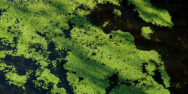 Lentille d'eau : la petite plante aquatique aux réelles conséquences