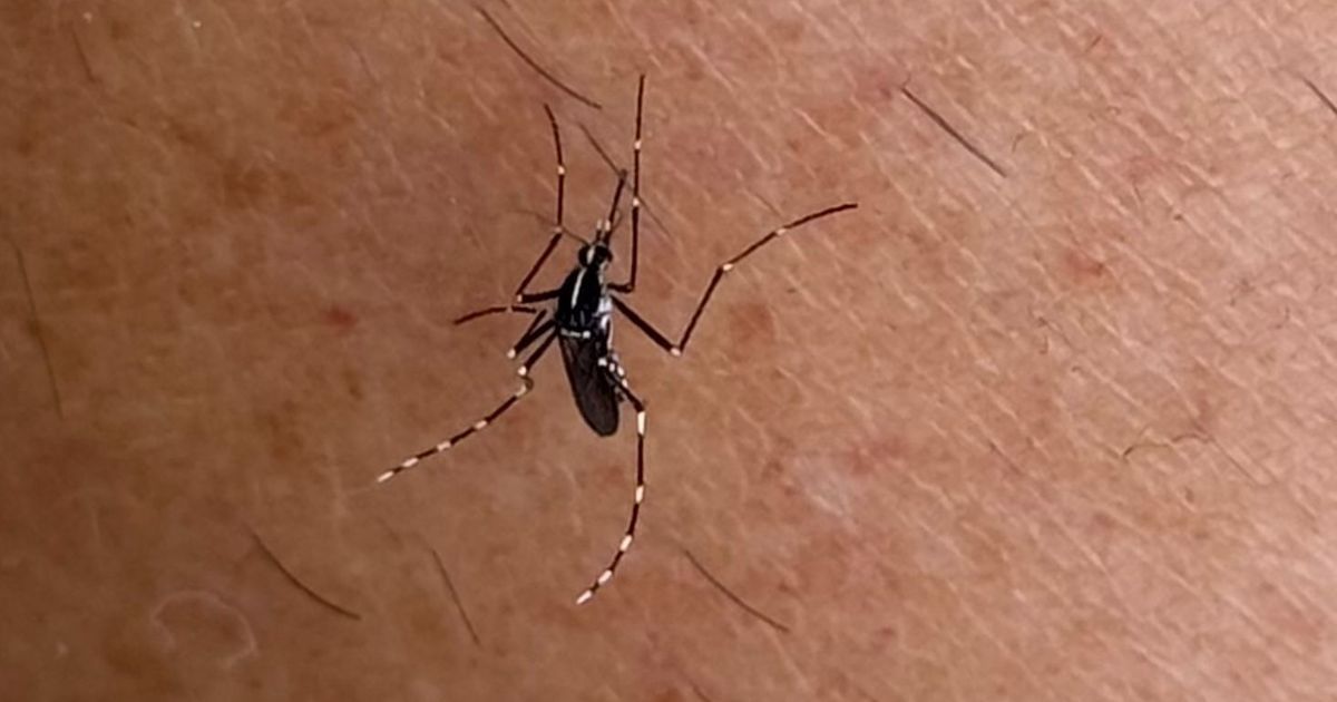 Le moustique tigre refait surface en Occitanie : attention aux alertes sanitaires