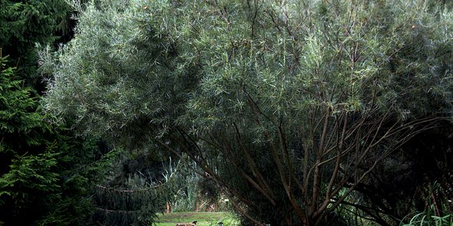 le saule à feuilles de romarin : un arbuste au feuillage captivant