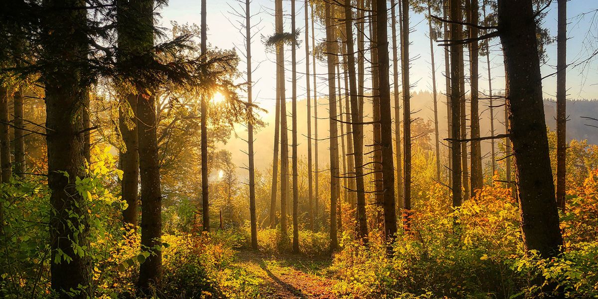 Investir dans une forêt : un choix audacieux et durable