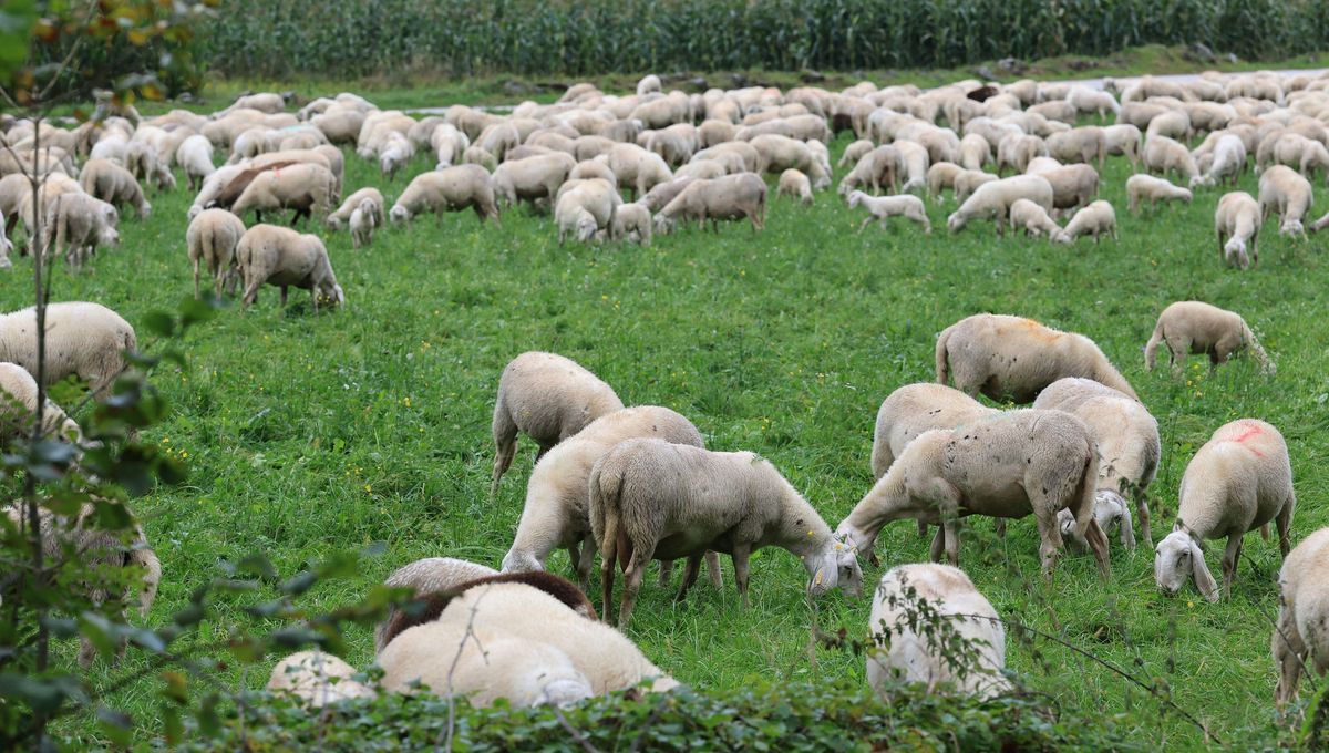 Face aux incendies et à la sécheresse, le Lot redynamise le pastoralisme