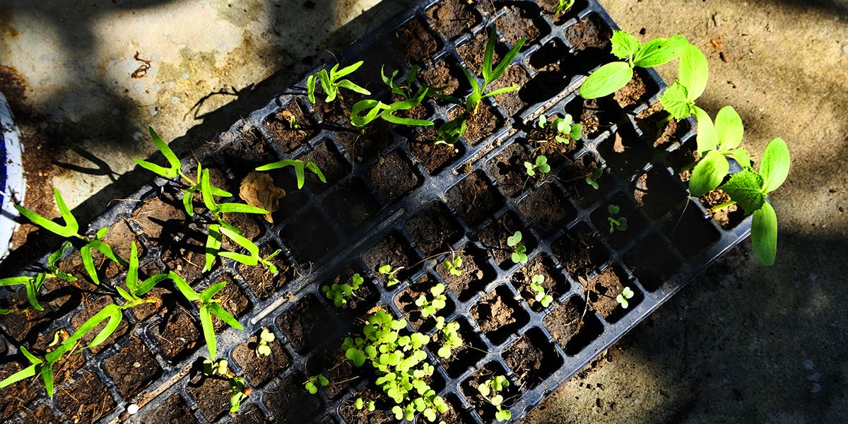 Cultivez votre jardin avec des semis de fleurs d'été