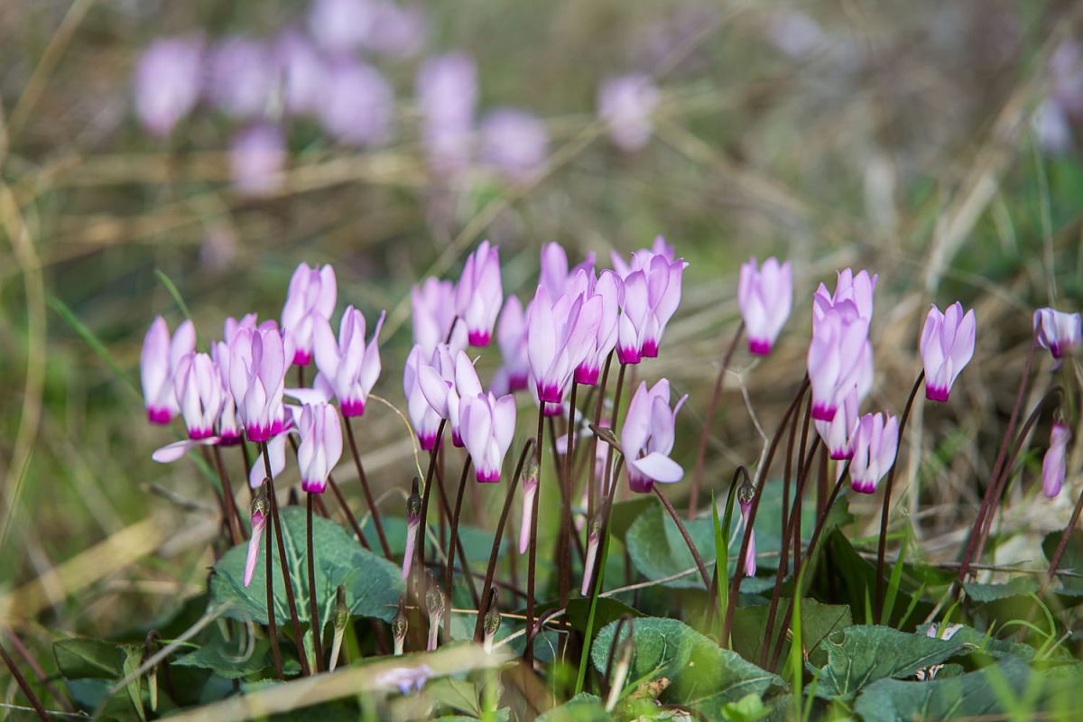 Le cyclamen : bien l'exposer, l'entretenir et le garder en hiver