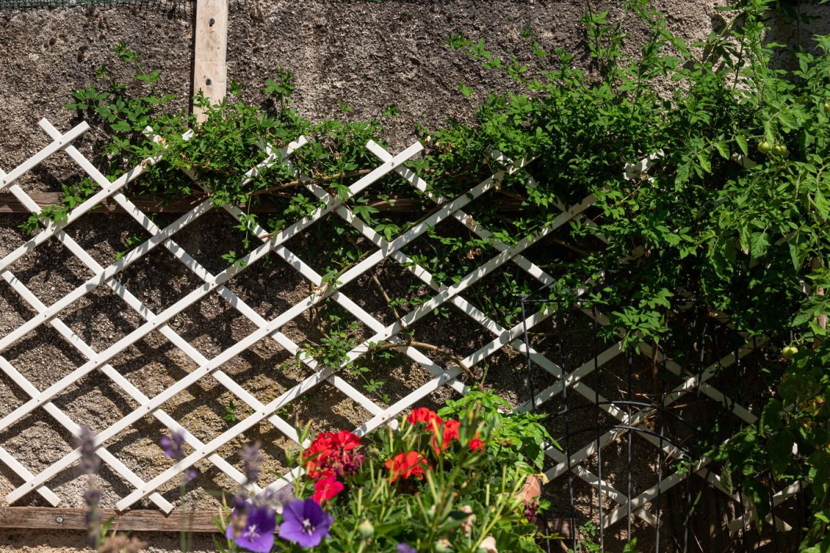 la plante grimpante qui embellit votre espace en un été