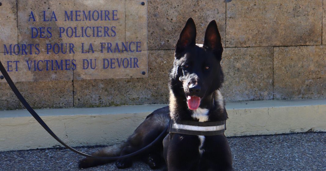 Découvrez Jim, le nouvel ami à quatre pattes de la police nationale du Gard