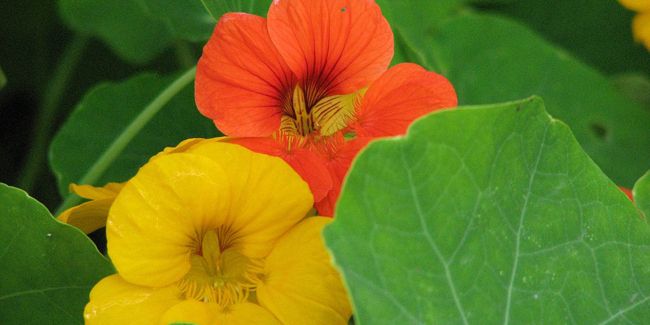 L'élégance cachée de la capucine : une fleur aux multiples facettes