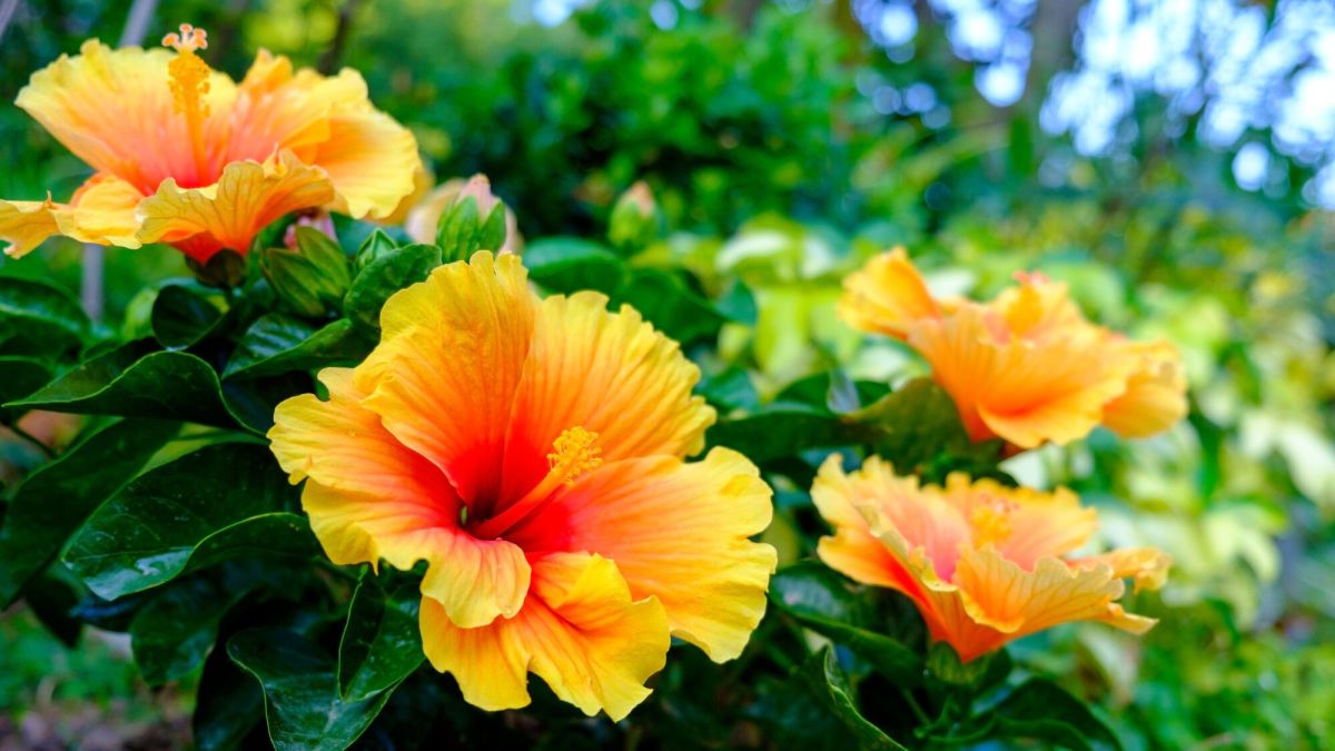 transformez votre jardin en un havre tropical en 4 étapes