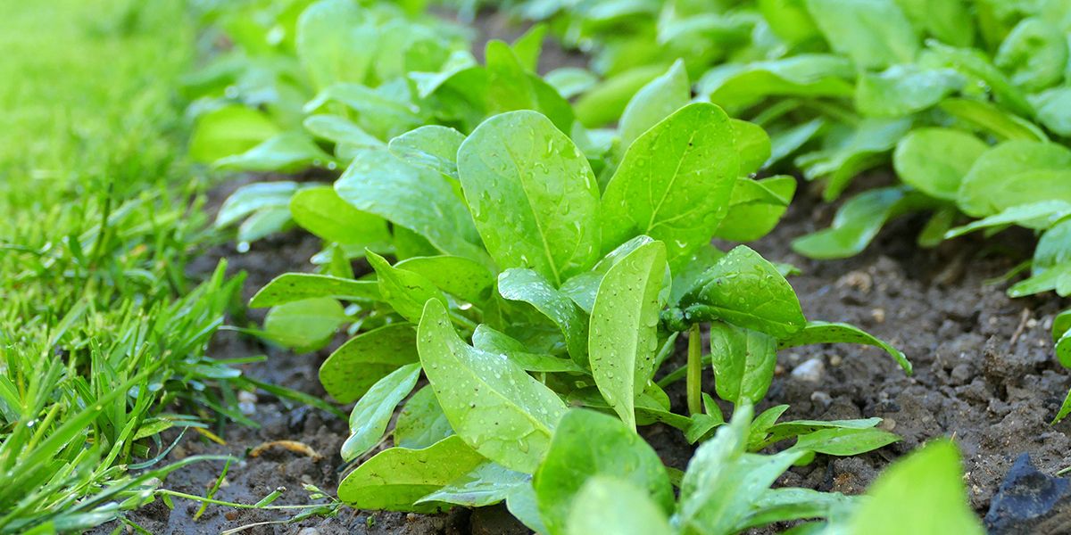 Septembre : le mois idéal pour planter des légumes d'hiver
