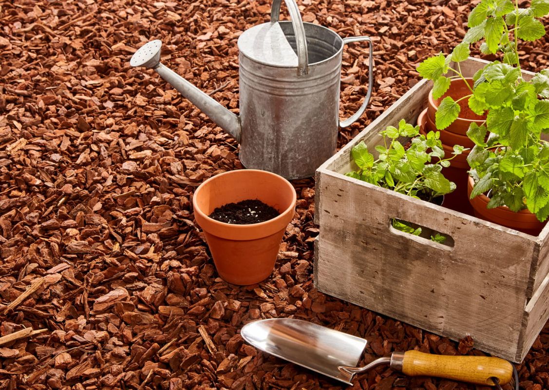 Les écorces de pin : un atout précieux pour vos jardins