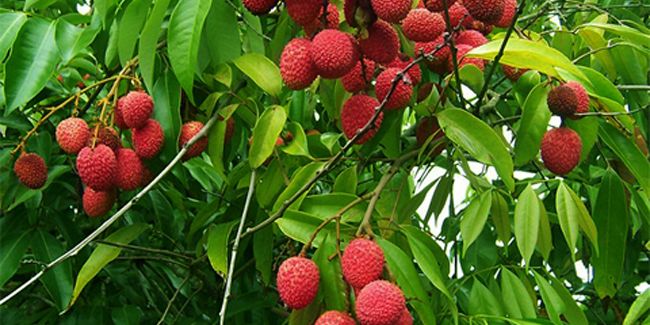 Litchi, un fruit délicat et savoureux