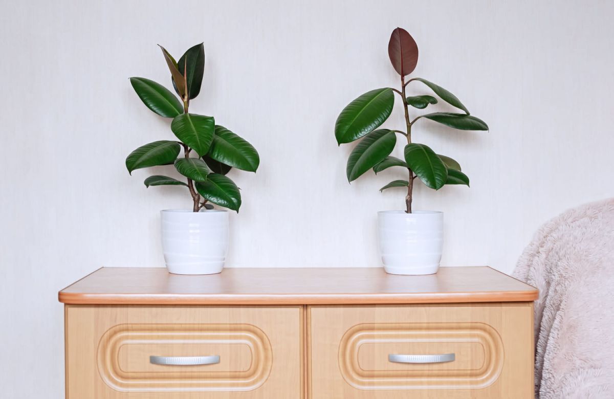 Ficus elastica : entretien, arrosage et bouture du caoutchouc