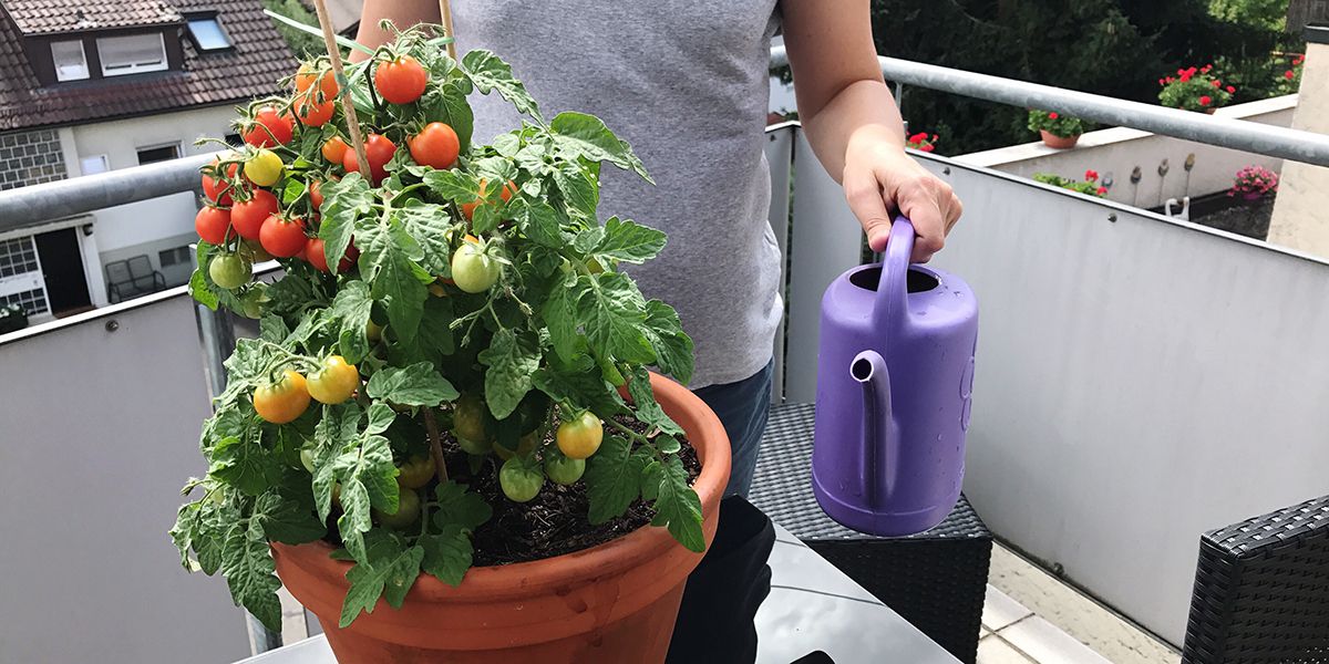 Cultivez vos légumes en pot : 10 variétés à essayer absolument