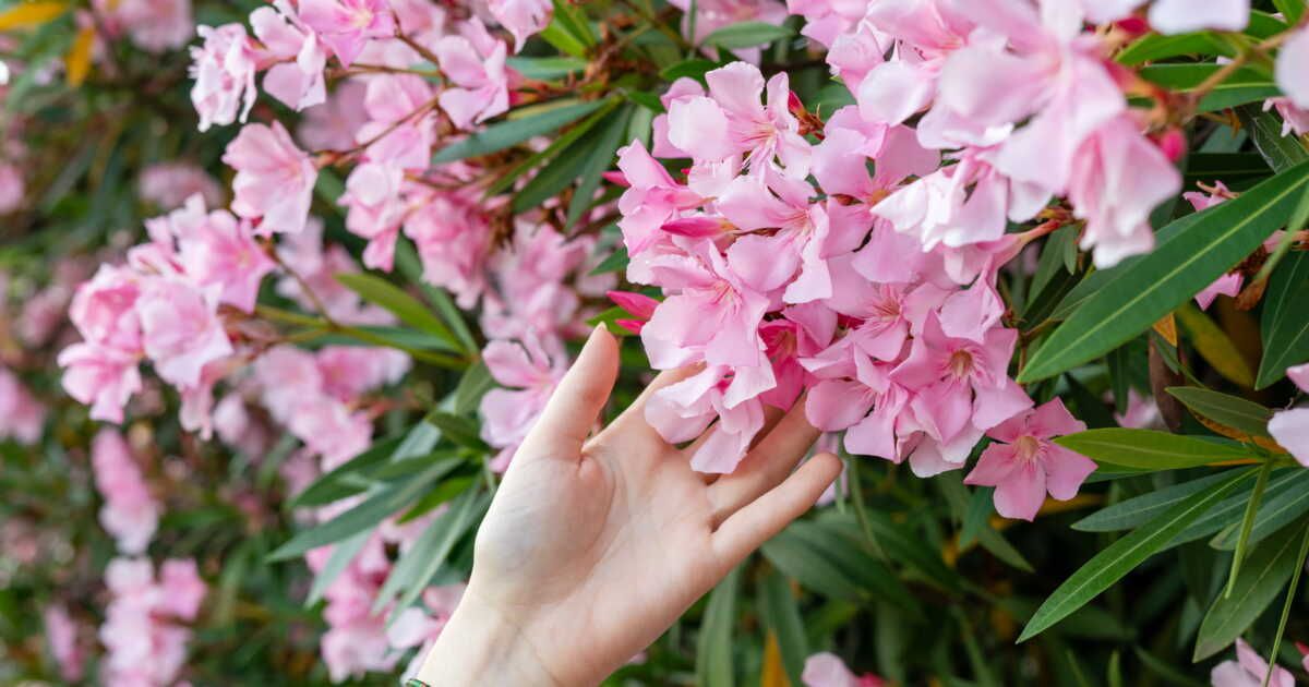 Pourquoi il est important de ne pas tailler votre laurier-rose au printemps