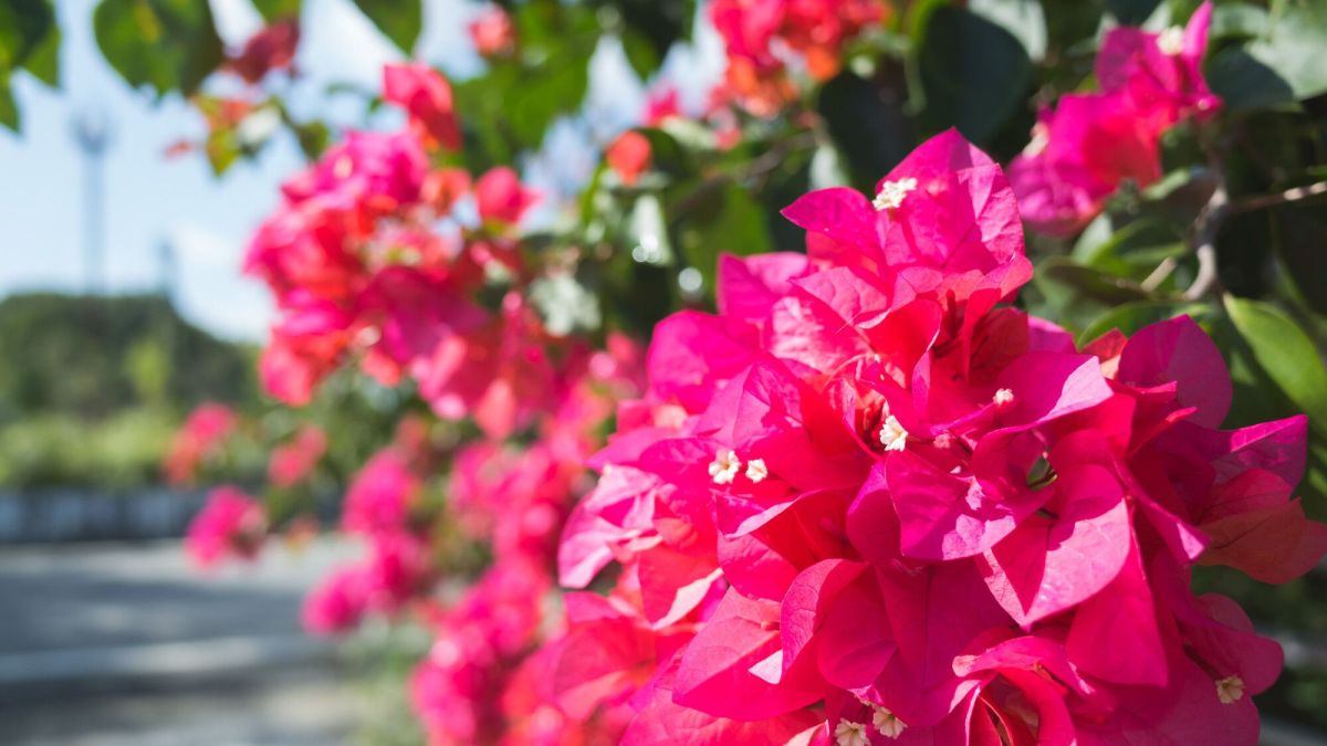 Jardin : Comment savoir si mon bougainvillier va refleurir ?
