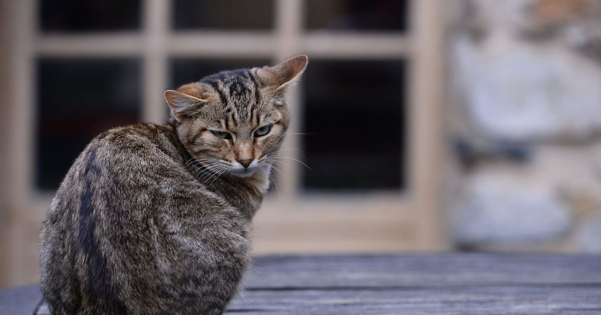 Préjudice animalier : une avancée significative à Saint-Etienne