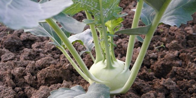 Chou-rave : un trésor caché du jardin