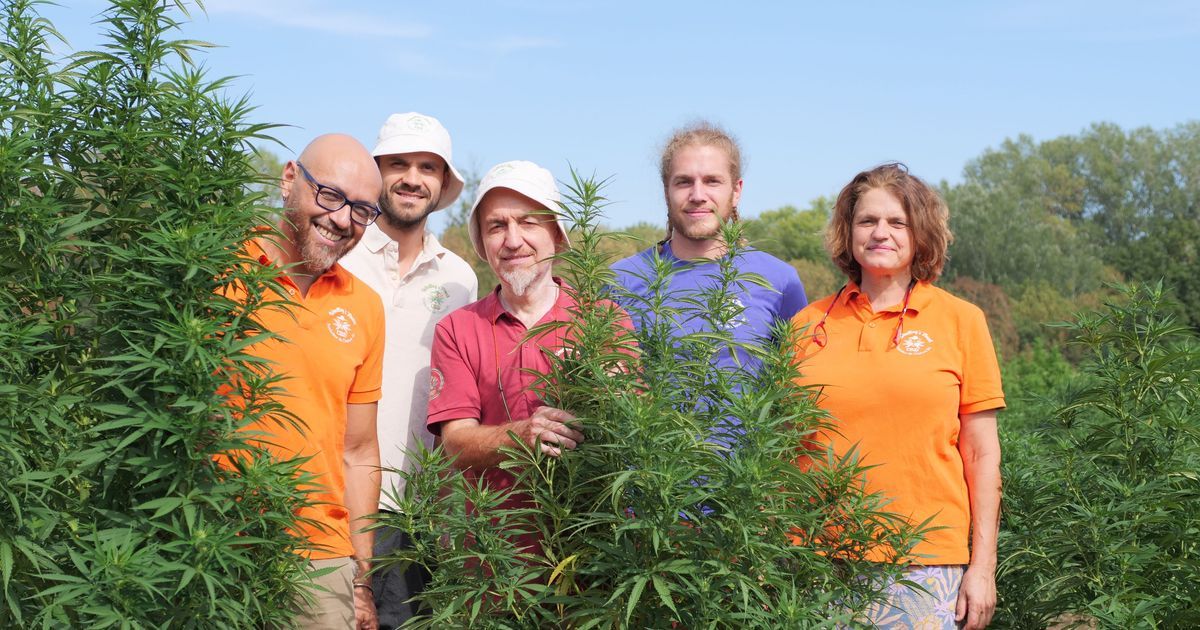 La décision sur le CBD : un coup dur pour les producteurs d'Aspiran