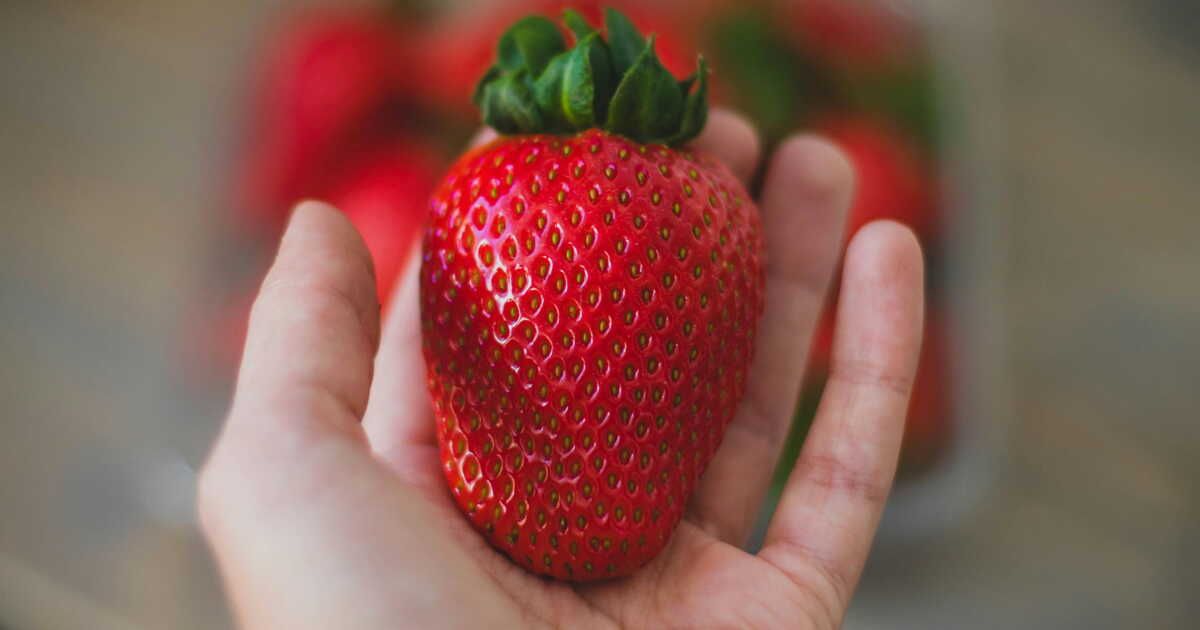 Découvrez comment faire germer des fraises à volonté depuis chez vous
