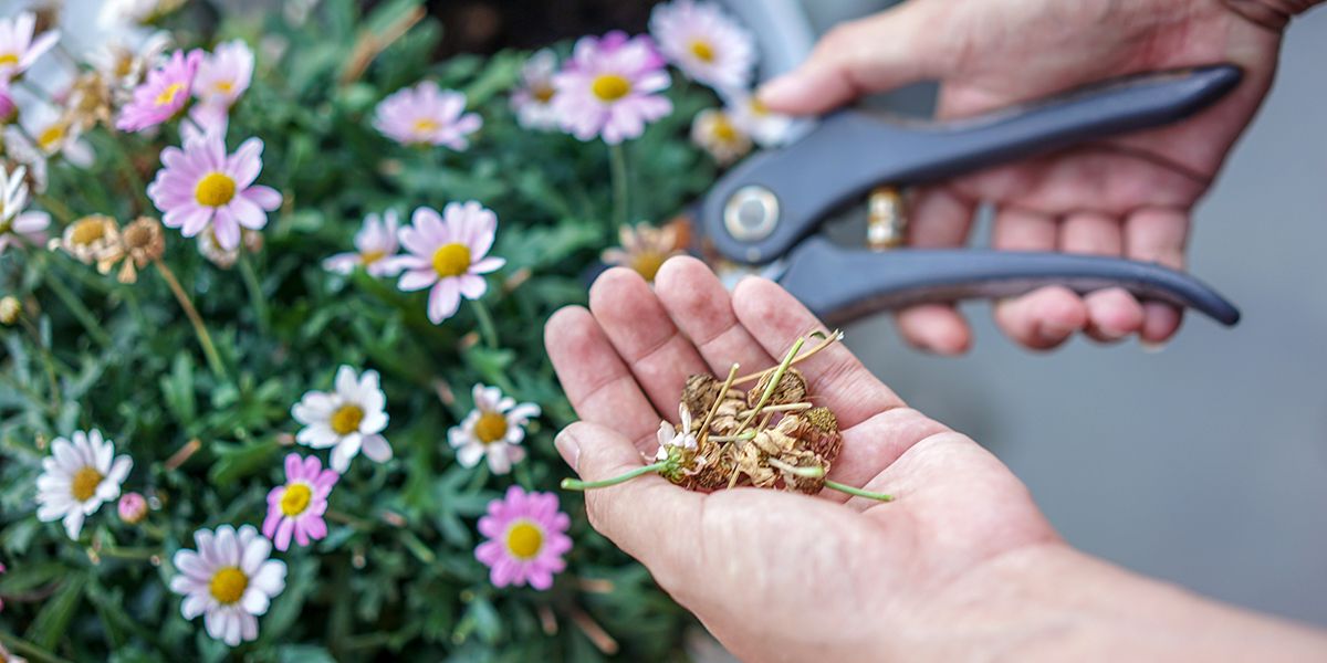 Les secrets pour récolter et conserver les graines de fleurs de votre jardin