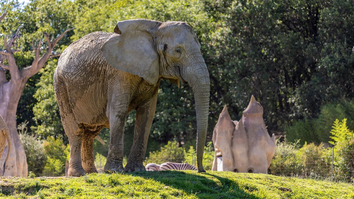 L’éléphant Sabi nous quitte, le parc African Safari se prépare à une nouvelle ère