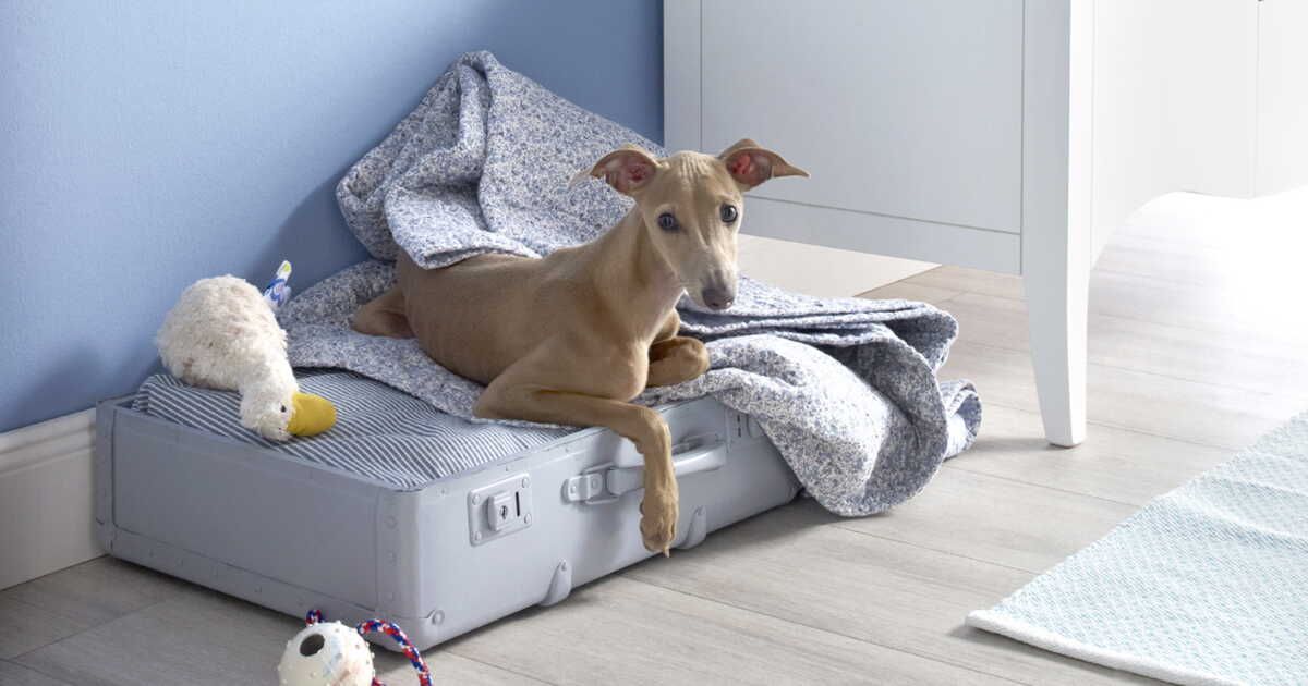 Transformez une valise en panier pour votre chien en un clin d'œil