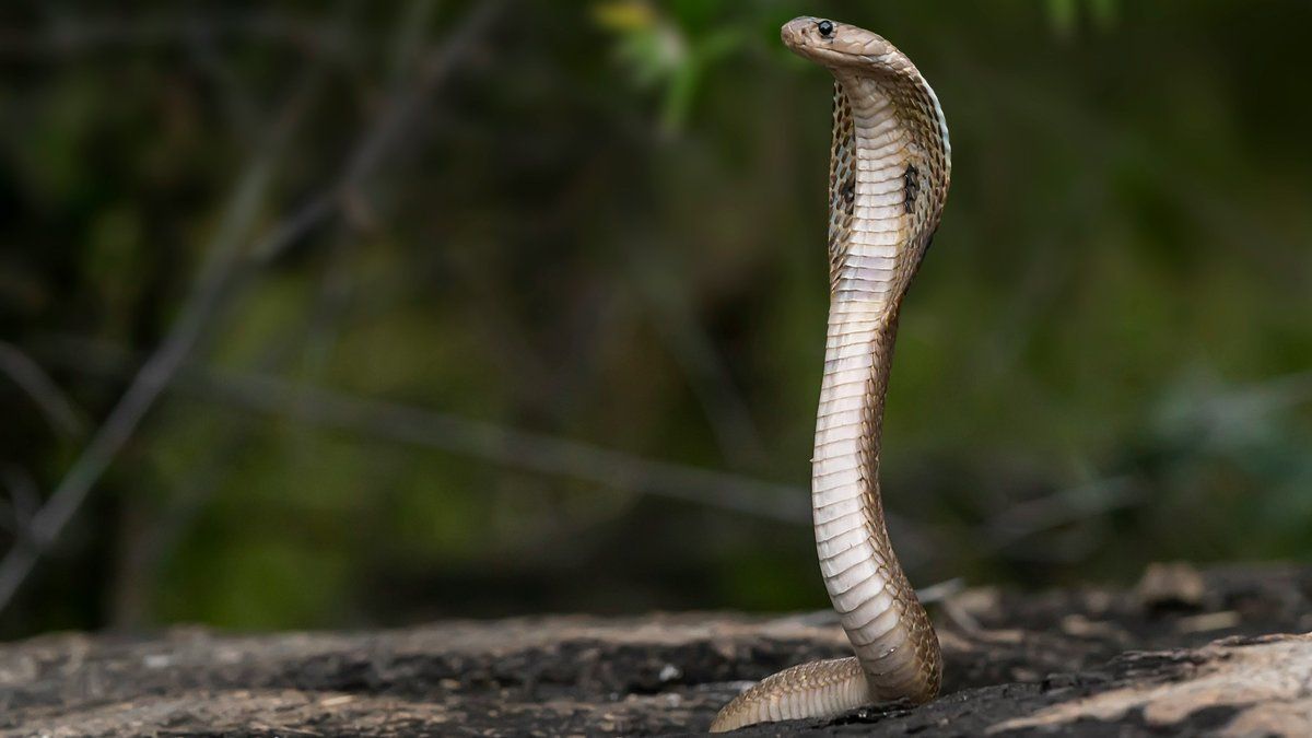 Un cobra à lunettes sème la panique en Occitanie
